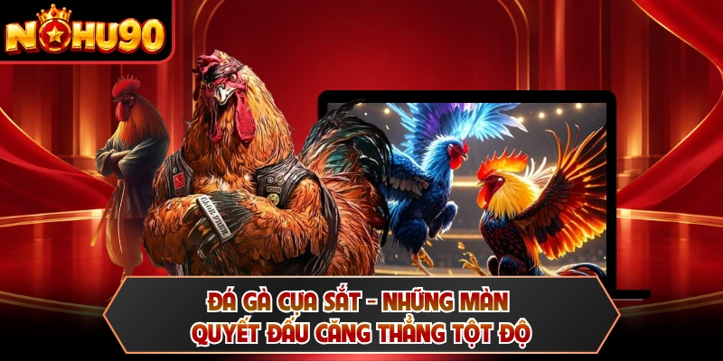 Đá Gà Cựa Sắt - Những Màn Quyết Đấu Căng Thẳng Tột Độ