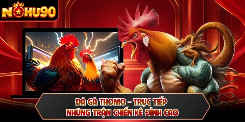 Đá Gà Thomo - Trực Tiếp Những Trận Chiến Kê Đỉnh Cao