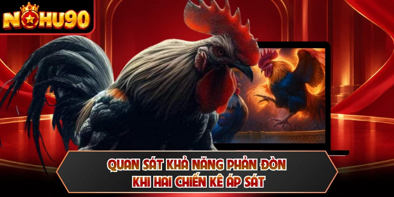 Quan sát khả năng phản đòn khi hai chiến kê áp sát